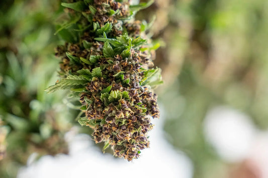 An Open Letter from Hemp Gaia: Why We Must Stop SB3