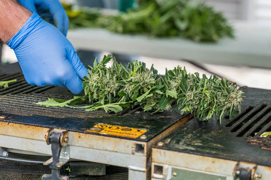 Why Compliance in the Hemp Industry Matters — For YOU, the Consumer
